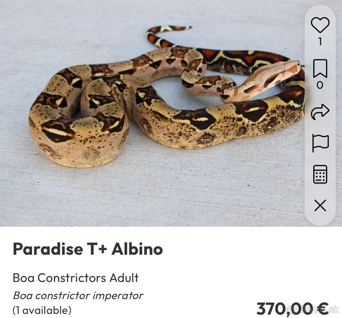 Veľhad kráľovský/ Boa constrictor - 6