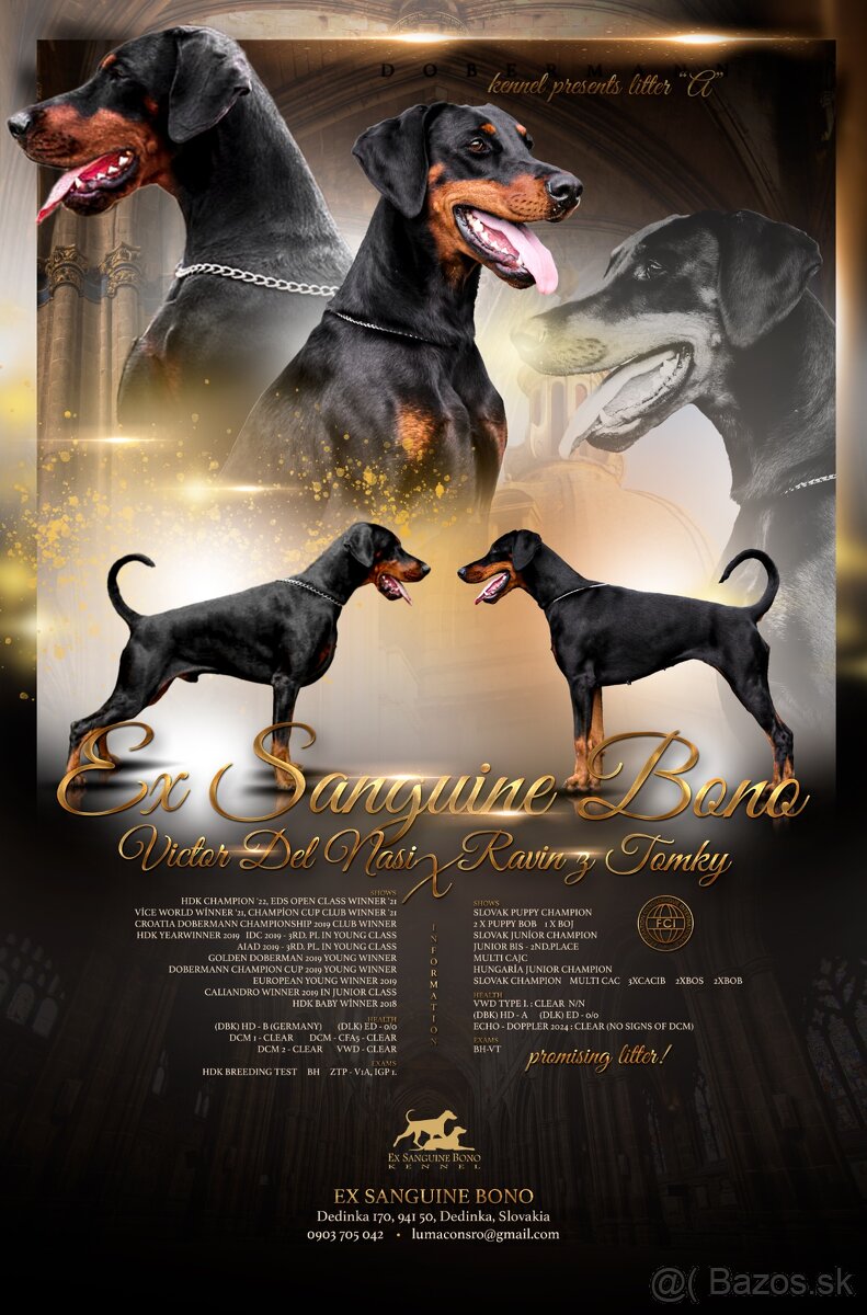 DOBERMANN šteniatka s P.P. - 6