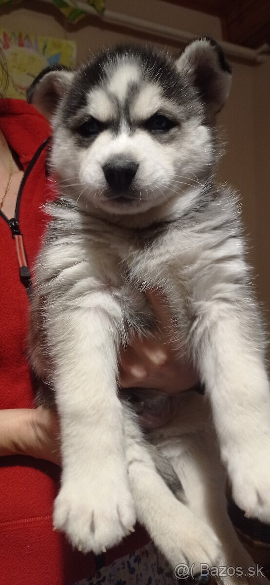 šteniatka Sibírsky Husky - 6