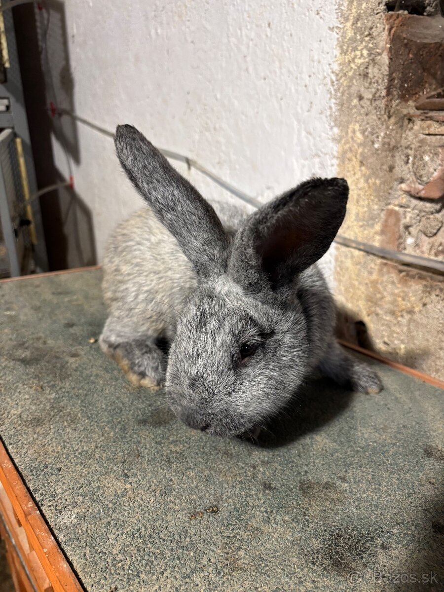 Predám zajace - 6