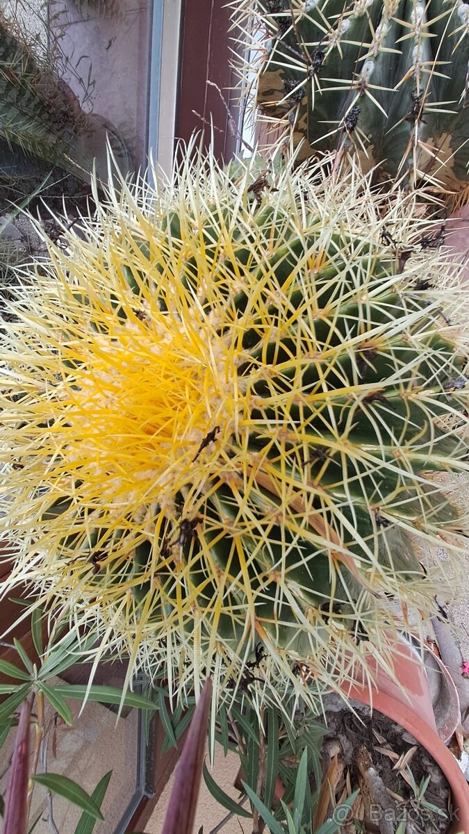 Kaktusy na predaj - 6