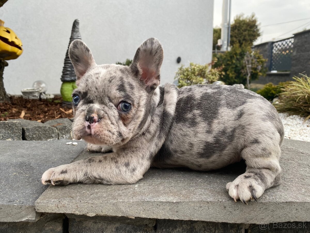 Francuzsky buldoček - 6