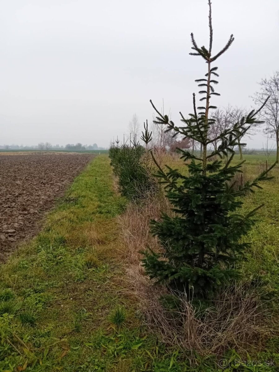 VIANOCNY ZIVY STROMCEK - 6