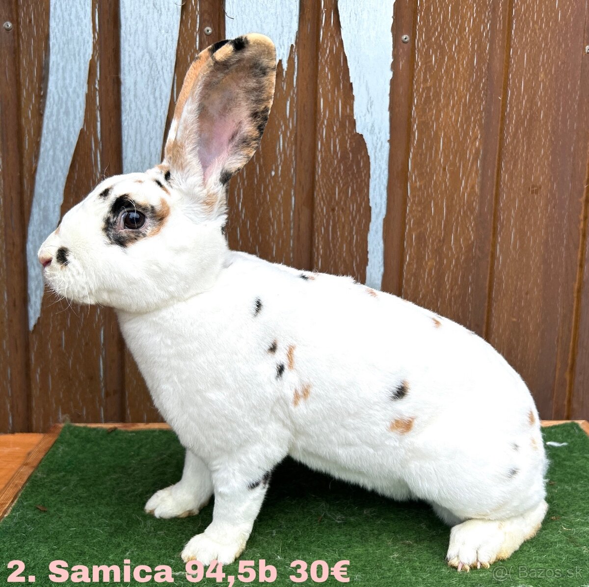 Dalmatínsky REX s PP - 6