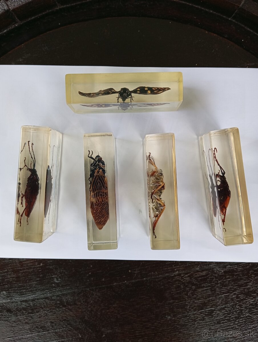 Super Vau zbierka Hmyzu - 6