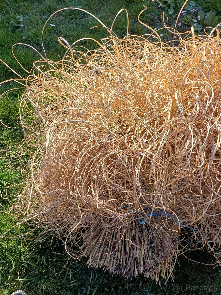 Predám okrasnú trávu - 6