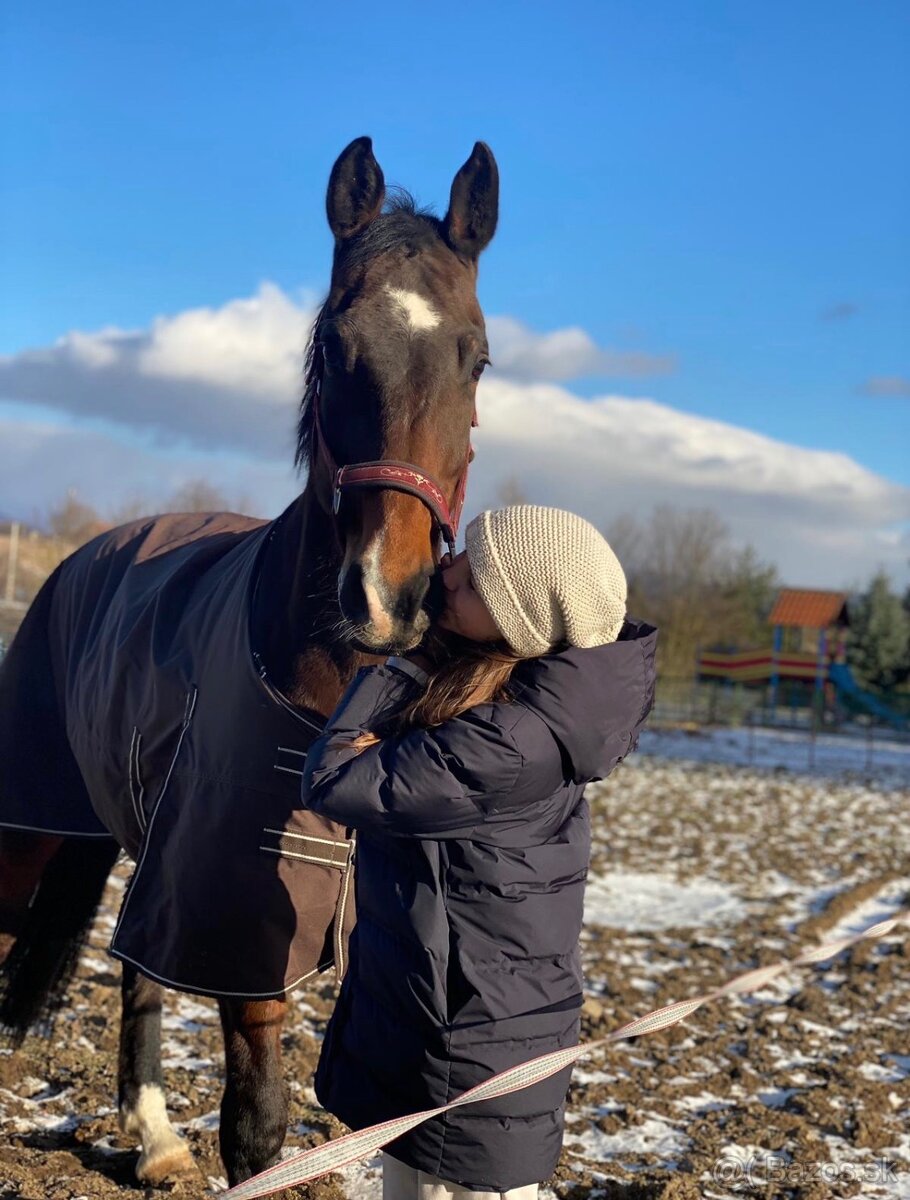 Nová cena nádherná 14r. kobyla na predaj - 6