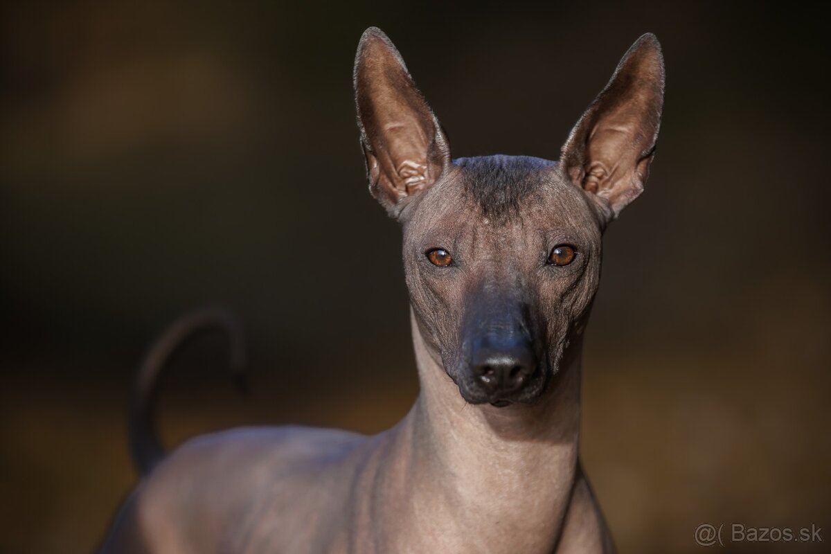 Peruánsky a Mexický naháč - 6