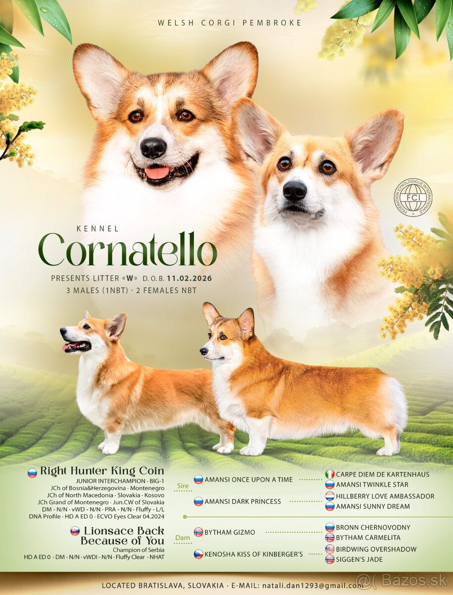 Welsh corgi pembroke s PP - 6