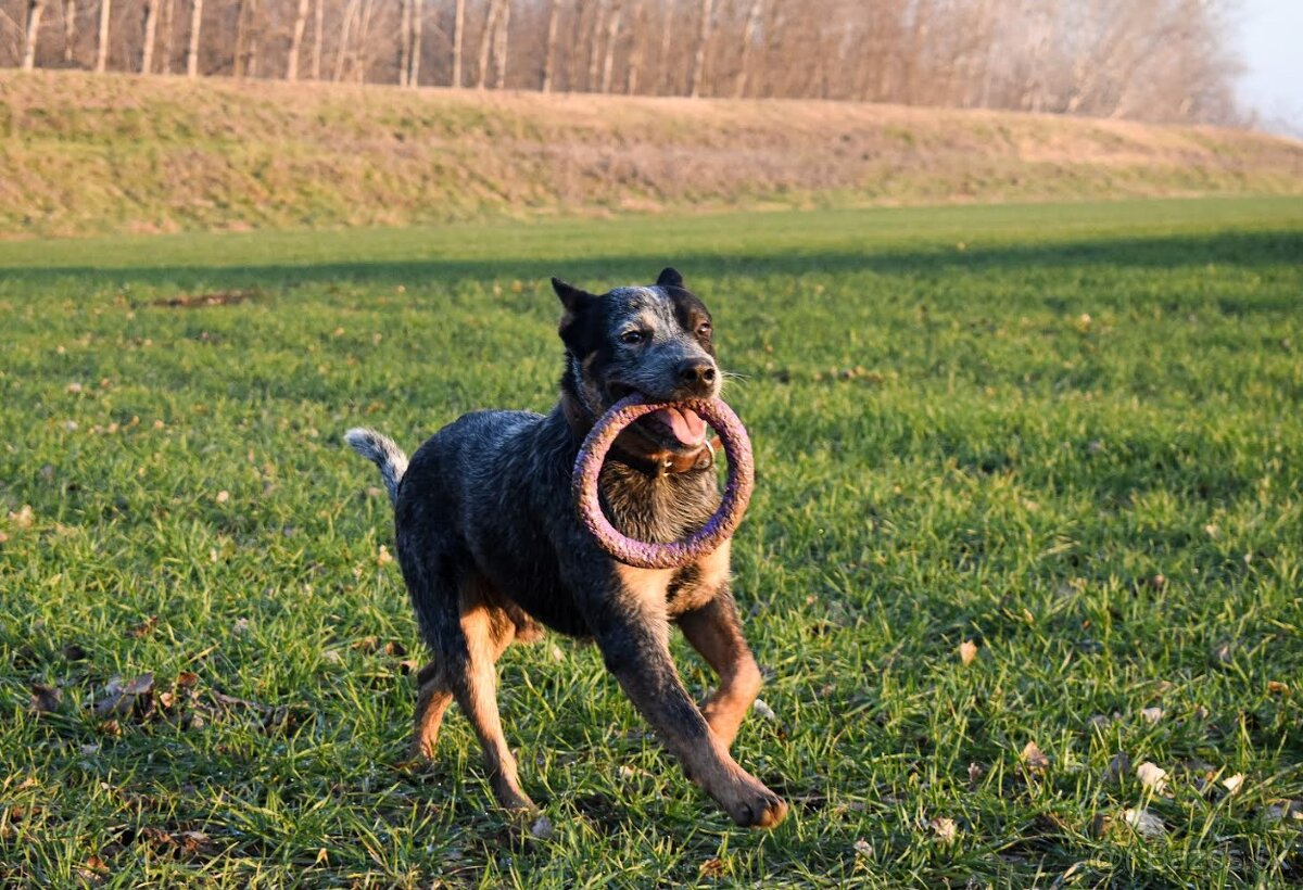 Darujem za veterinárny poplatok - 6