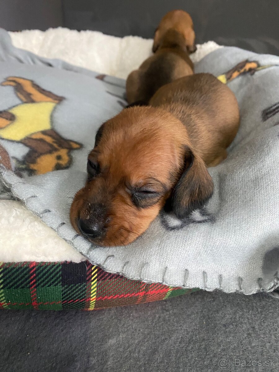 Jazvecik trpaslici - 6