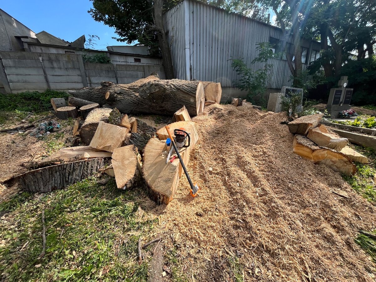 Výrub , opilovanie stromov - 6