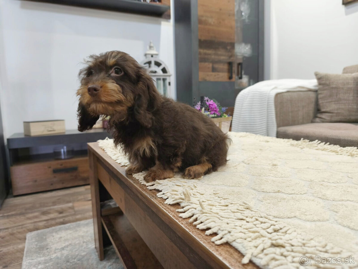 jazvečík trpasličí králičí - 6