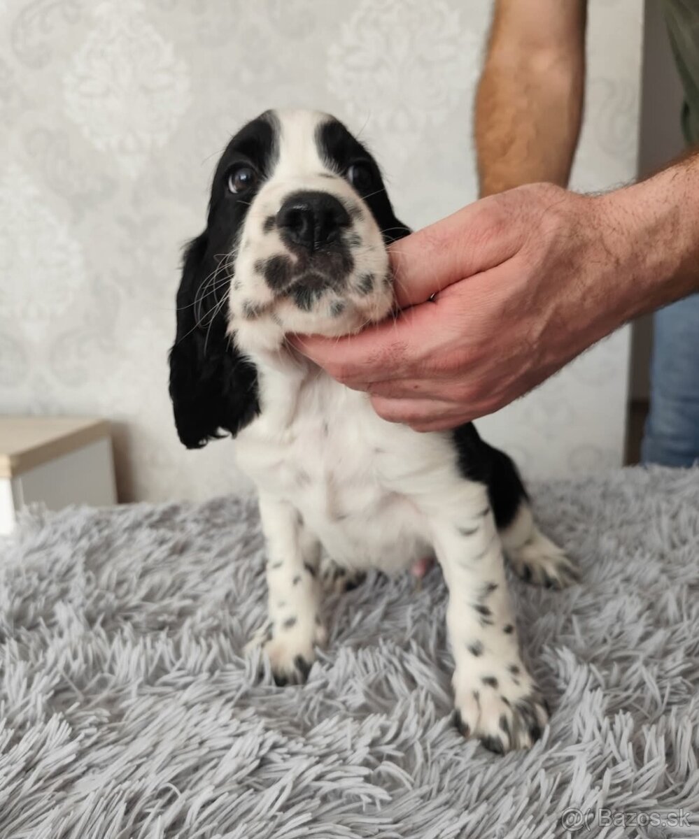 Anglicky špringeršpaniel šteniatko pes s PP - 6