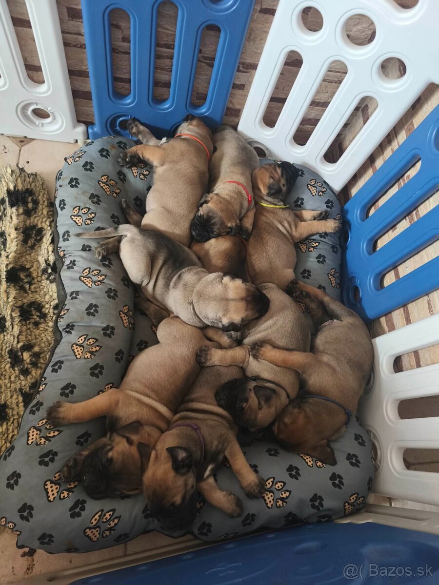 Bulmastif/ Bullmastiff s PP - 6