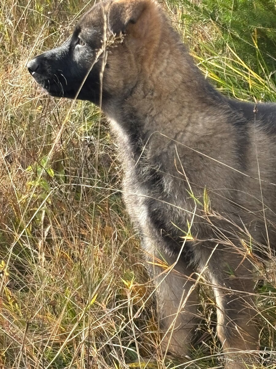 Šteniatka nemeckého ovčiaka - 6