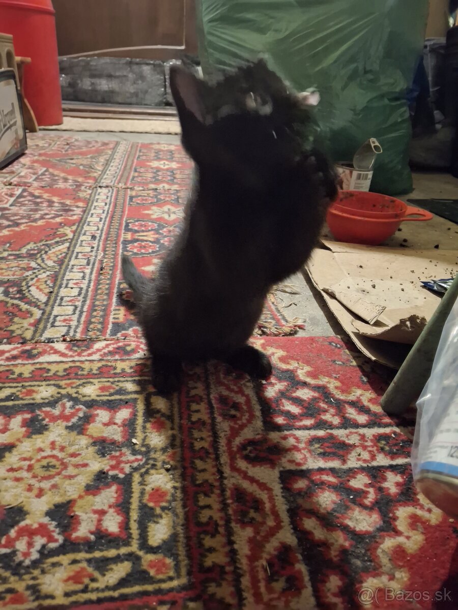 Darujem mačiatko - 6