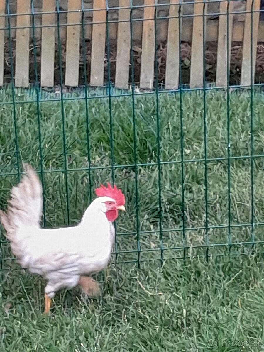 Predám kohúty - 6