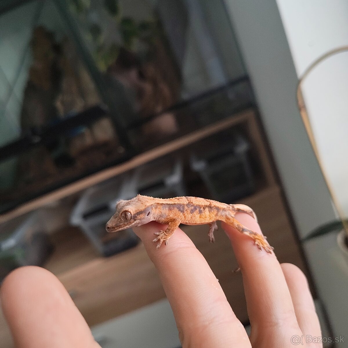 Pagekon riasnatý/Correlophus ciliatus - 6