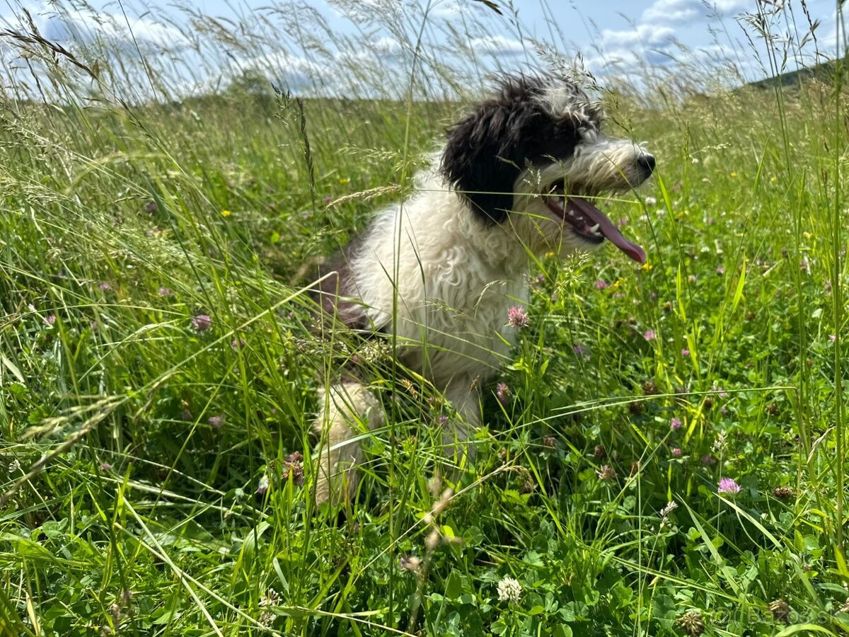 Pejsek BORDOODLE S PP - 6