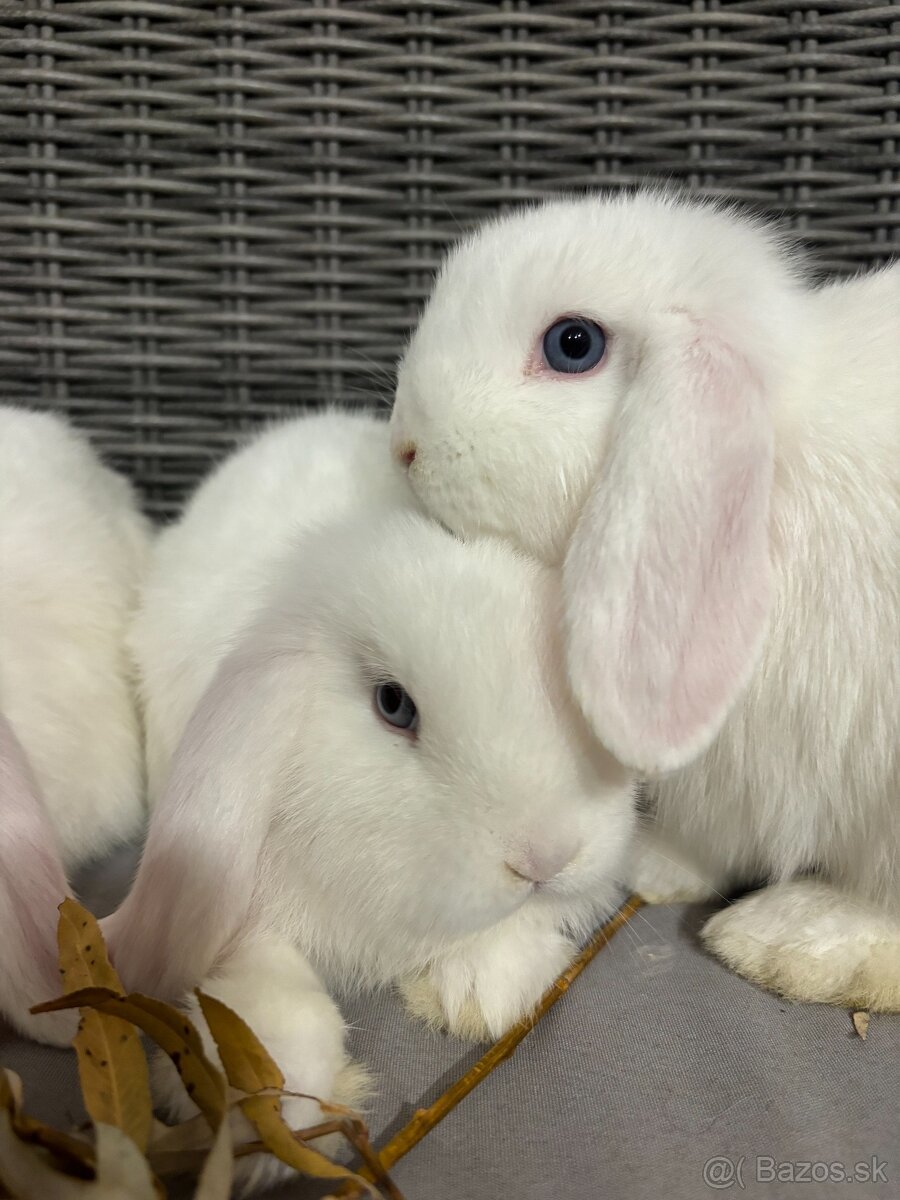 Huňaté Minilop králiky -BIOvýživa, odborný chov, VP - 6
