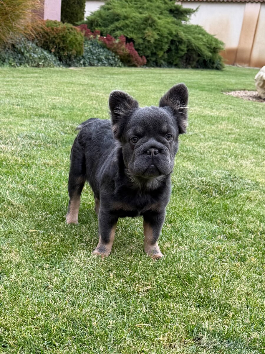 Francuzsky buldoček isabella and tan merle a big rope fenka - 6