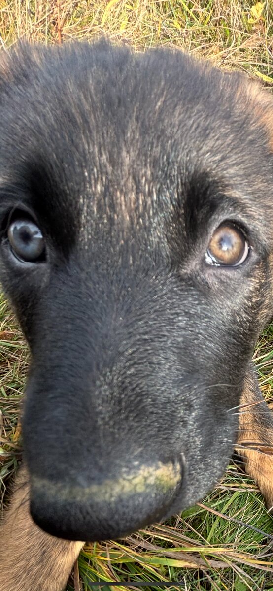 Šteniatko nemecký vlčiak - 6