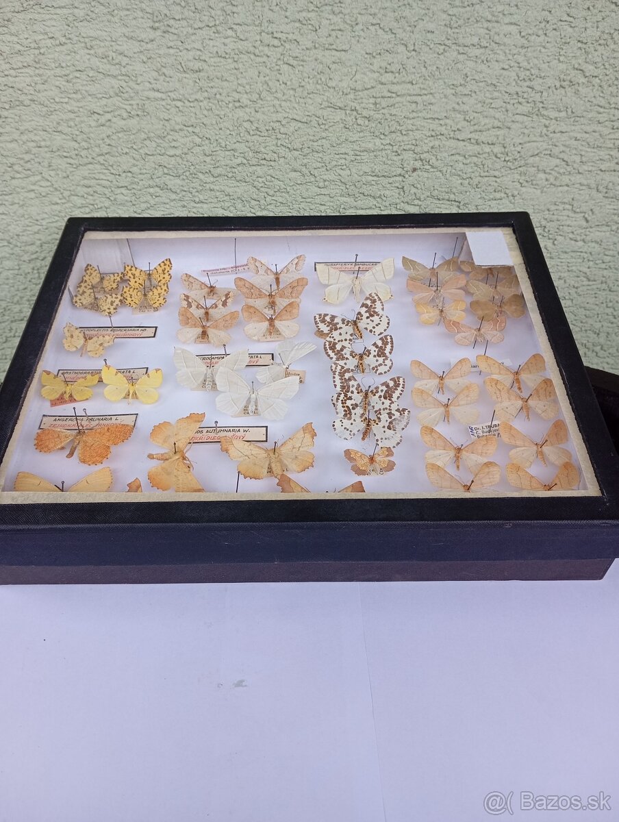 Krásna zbierka Motýľov 2 - 6