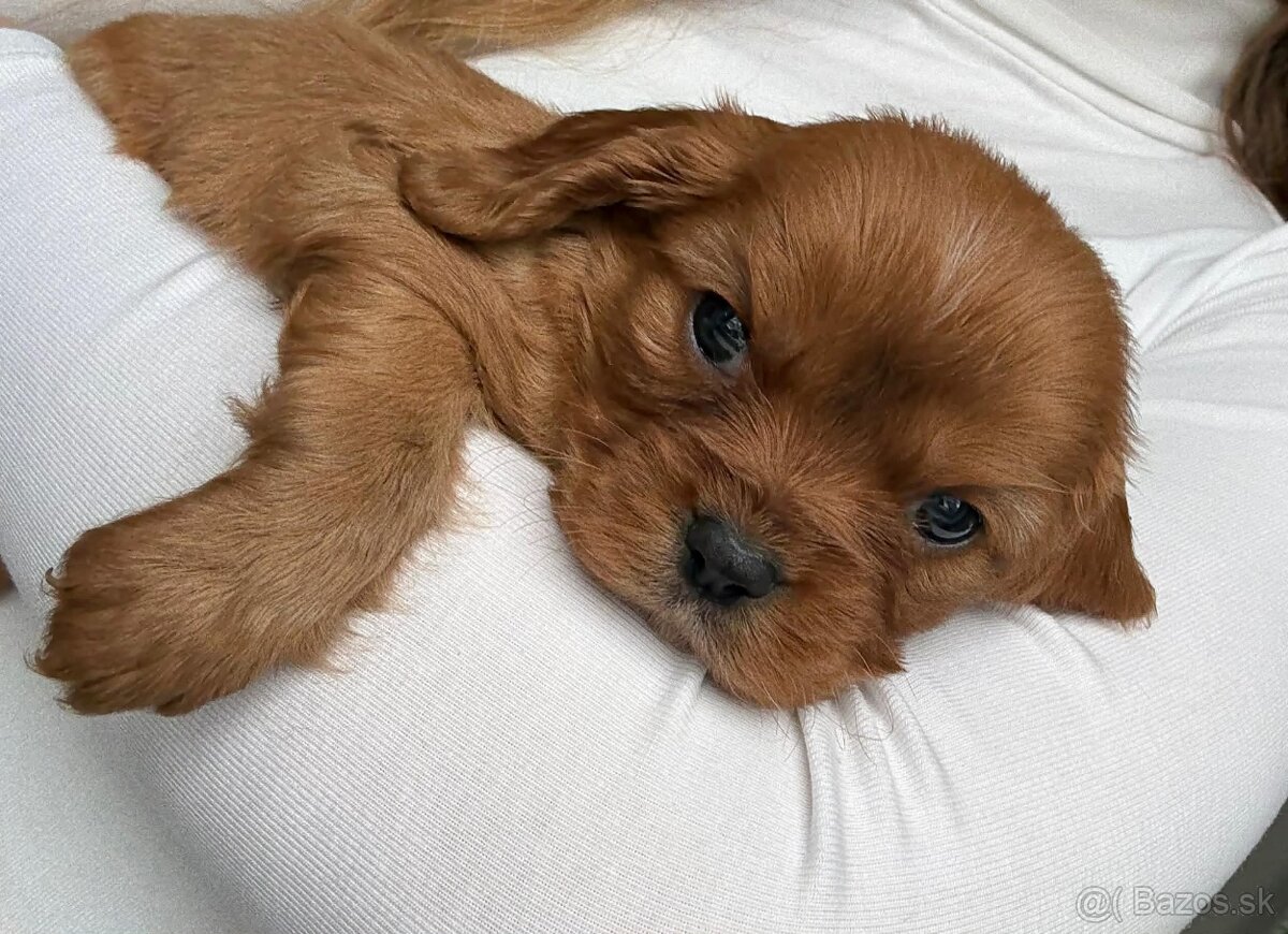 Kavalier king charles - 6