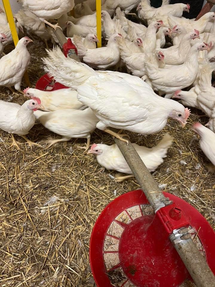 Mládky,Kurčata ,Nosnice - 6