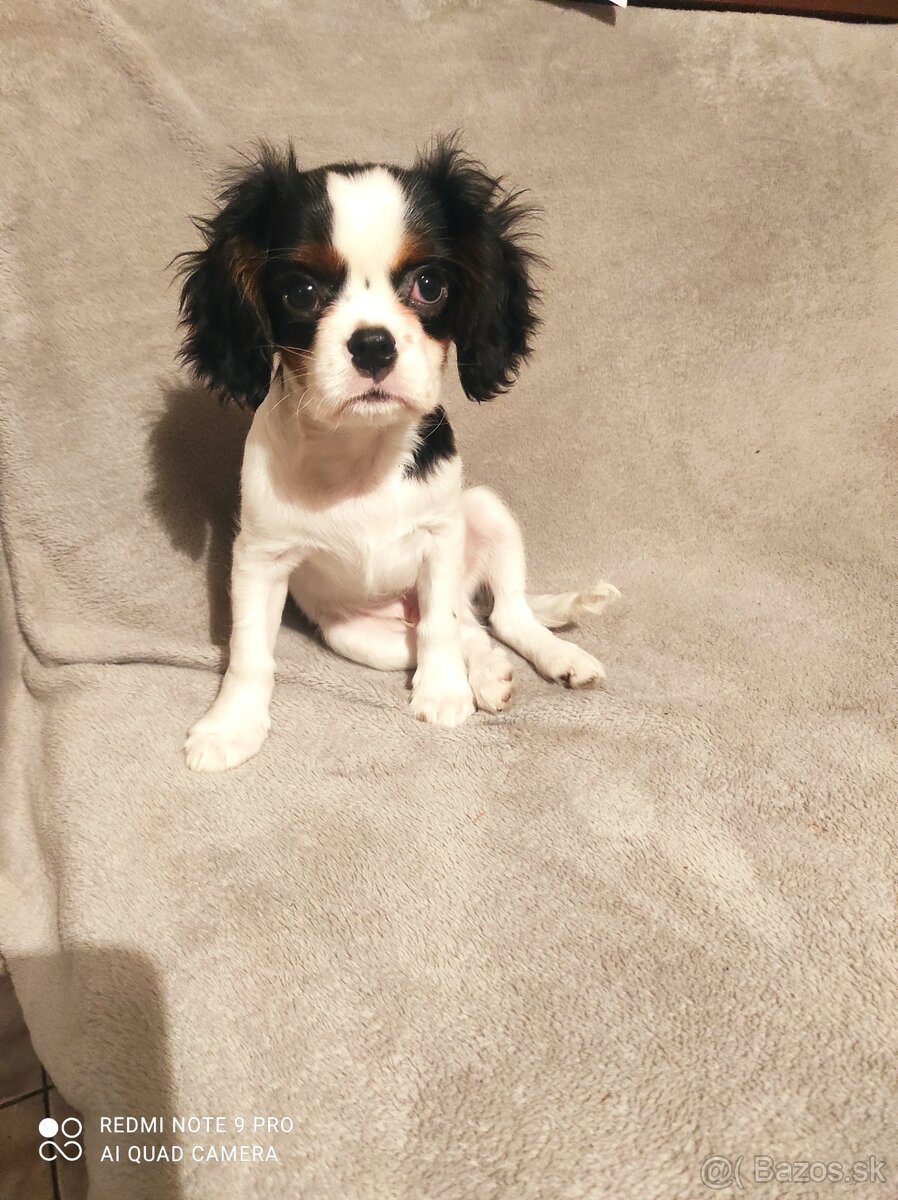 Cavalier steniatko - 6