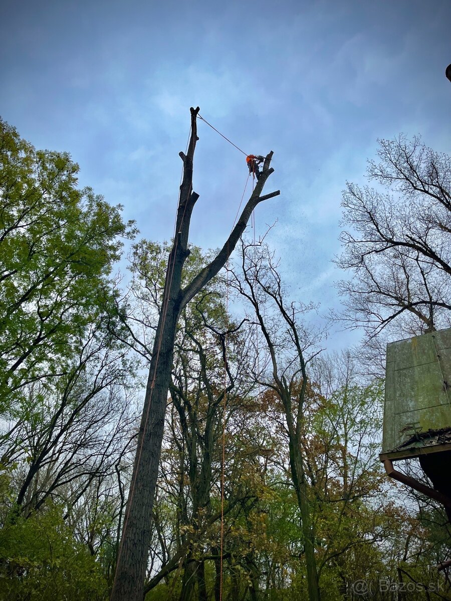 Orezávanie stromov, rizikový výrub stromov, pilčícke práce - 6