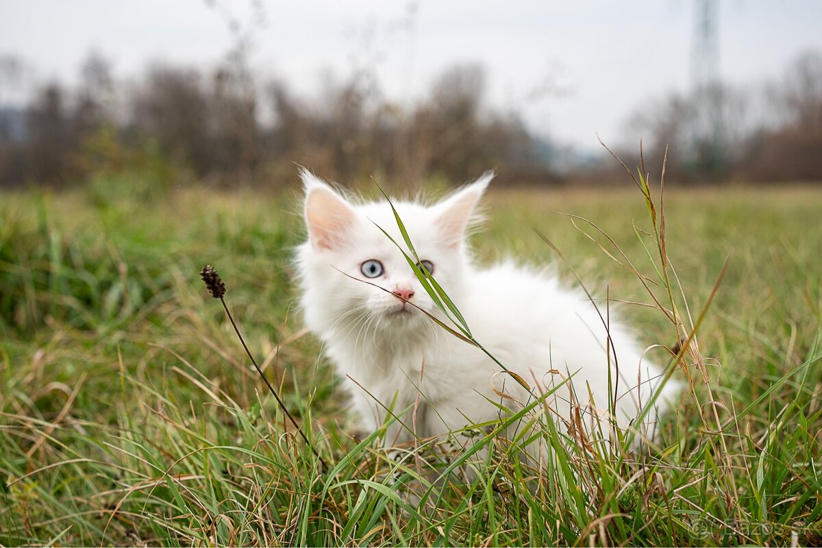 Mačiatka maine coon - 6
