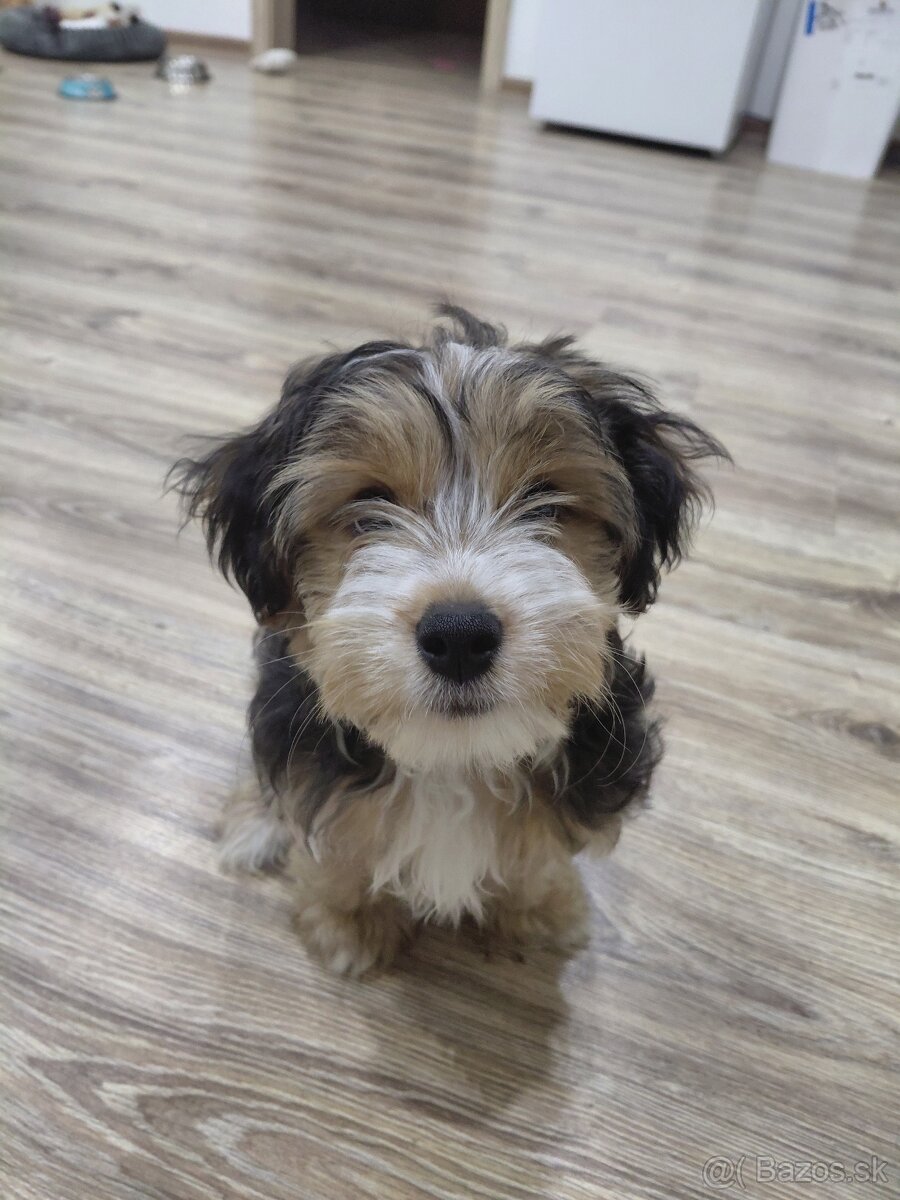 Yorkshirsky teriér - 6