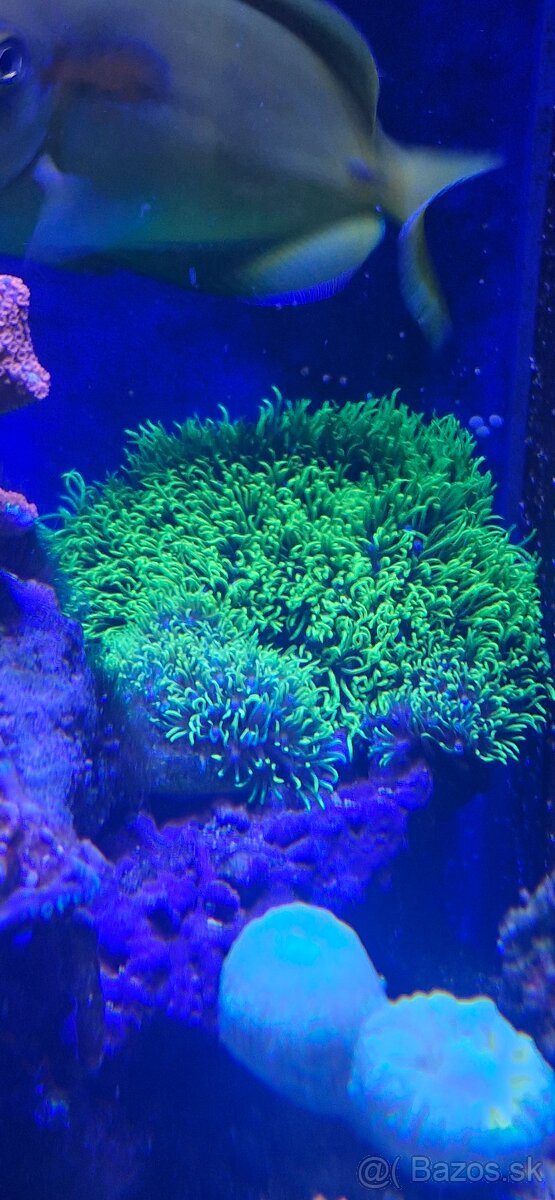 Morske akvarium - 6