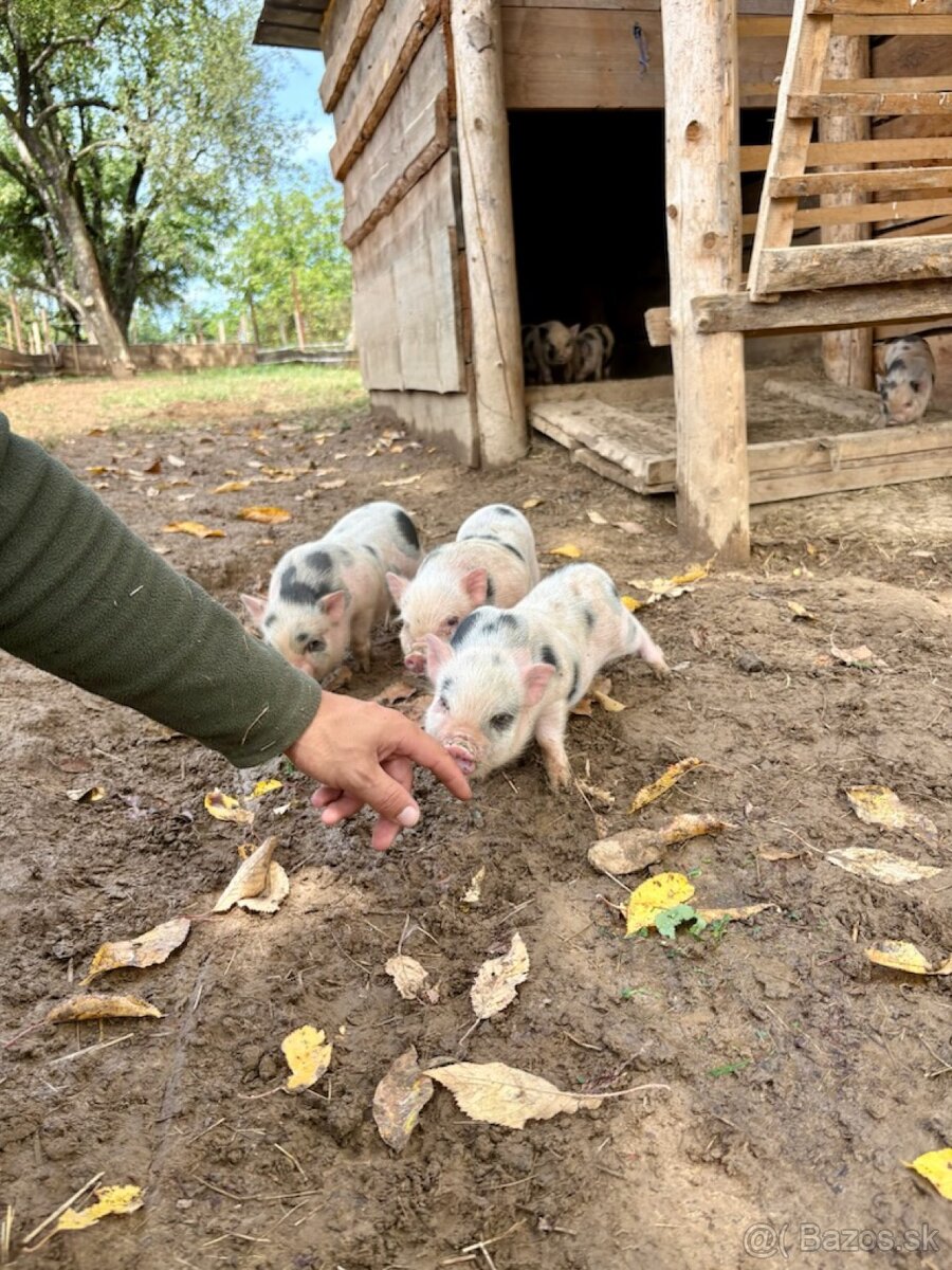 Göttingenské Mini Prasiatka 🐷 - 6