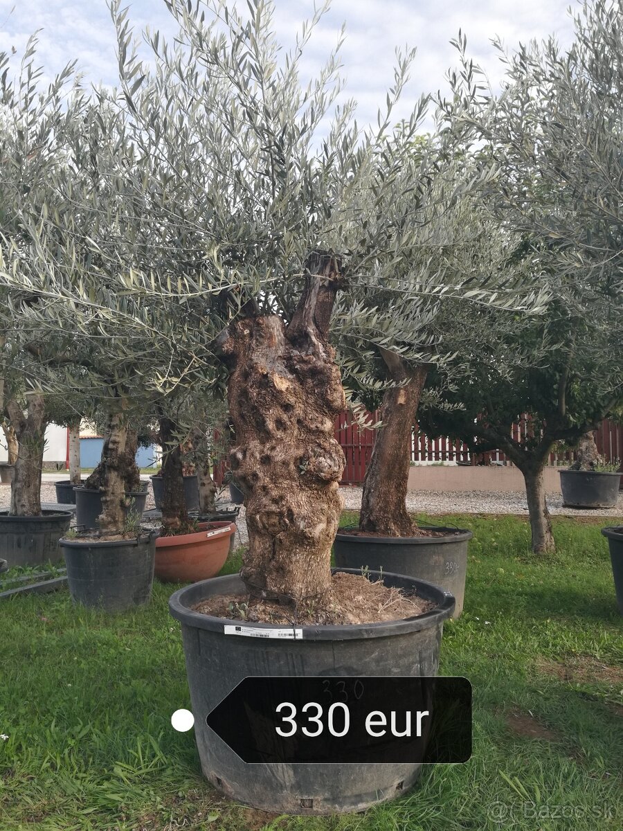 Olivovník Mrazuvzdorný - 6