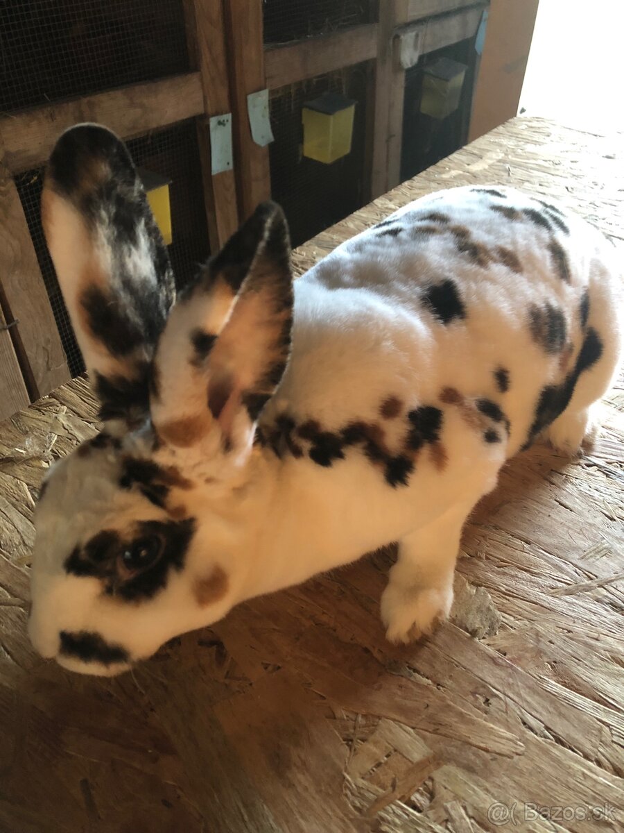 Dalmatinsky trojfarebný Rex,Kastorex,Burgundsky - 6