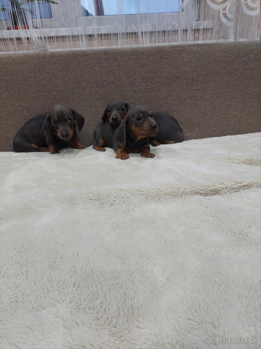 Jazvečik trpazlici - 6