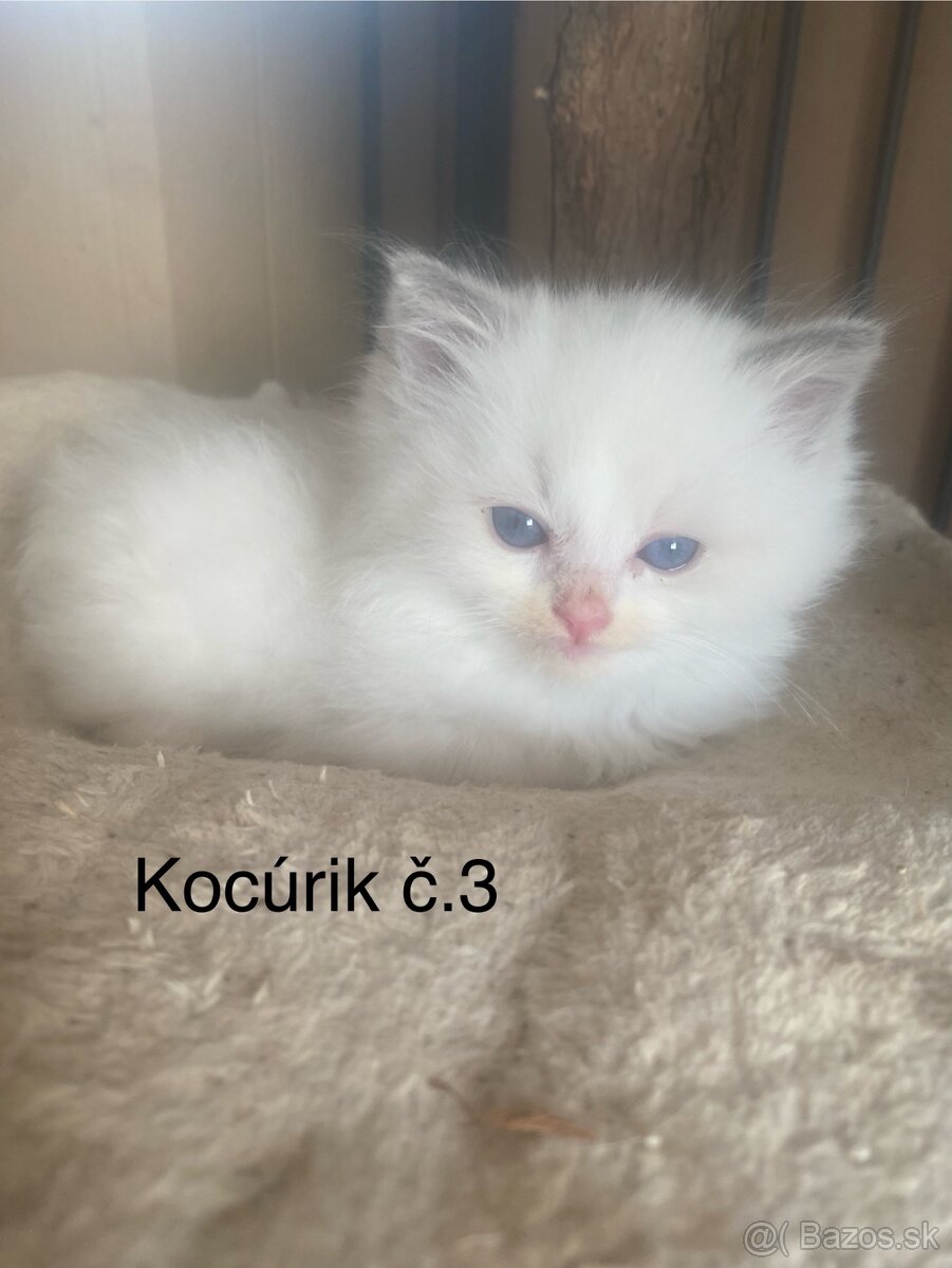 Ragdoll mačiatka bez PP-poslední 3 voľní kocúrikovia - 6
