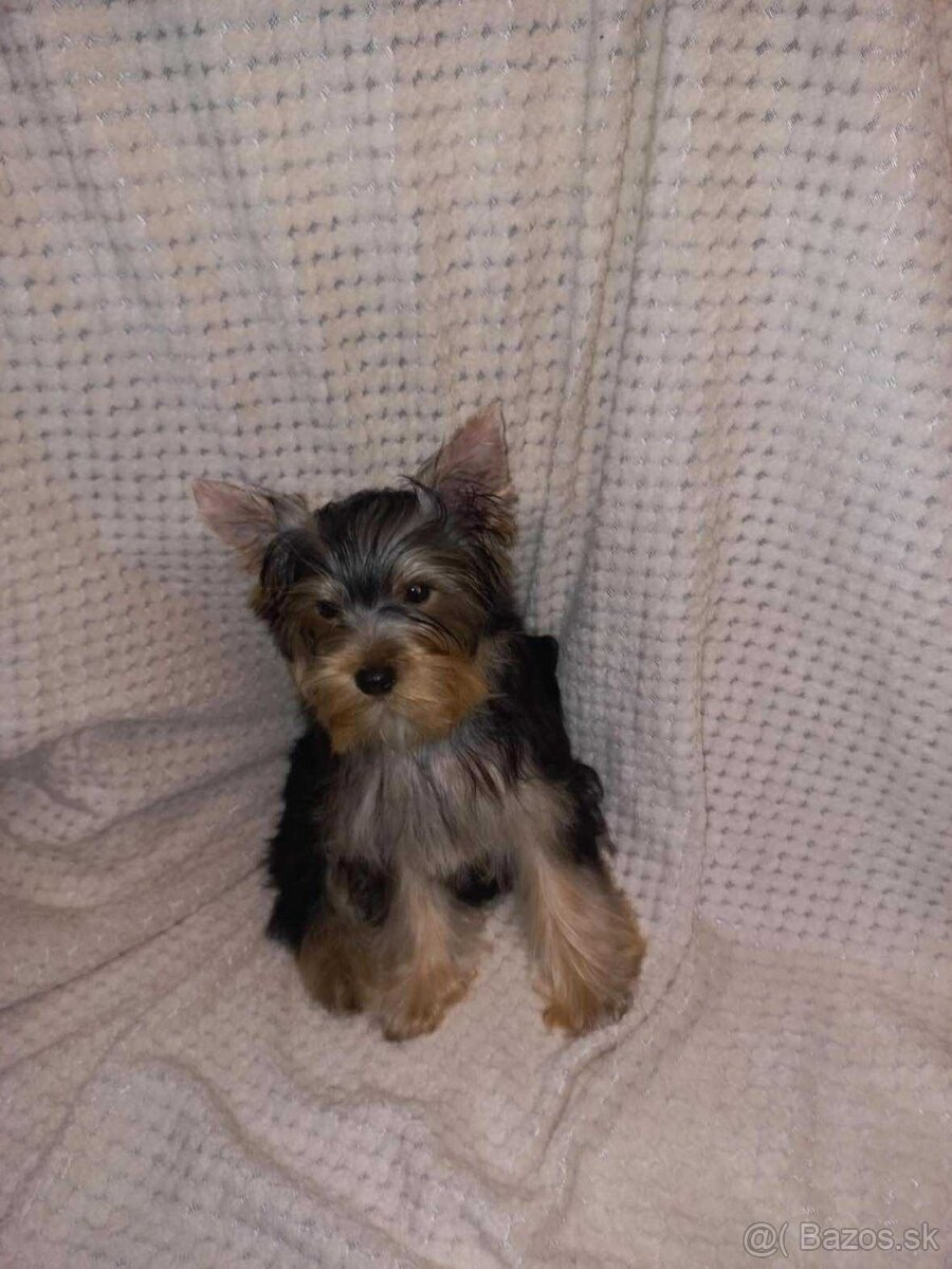 York, Yorkshire, Yorkshirsky terier, mini yorkshire samec - 6