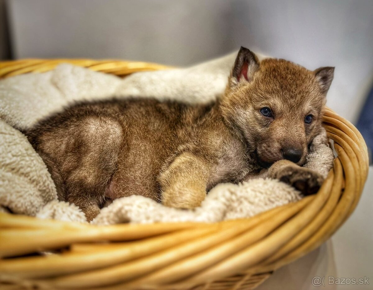 Československý vlčiak s PP - 6