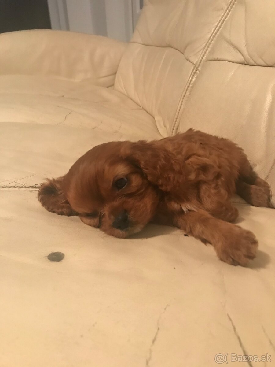 Kavalier king Charles španiel - 6