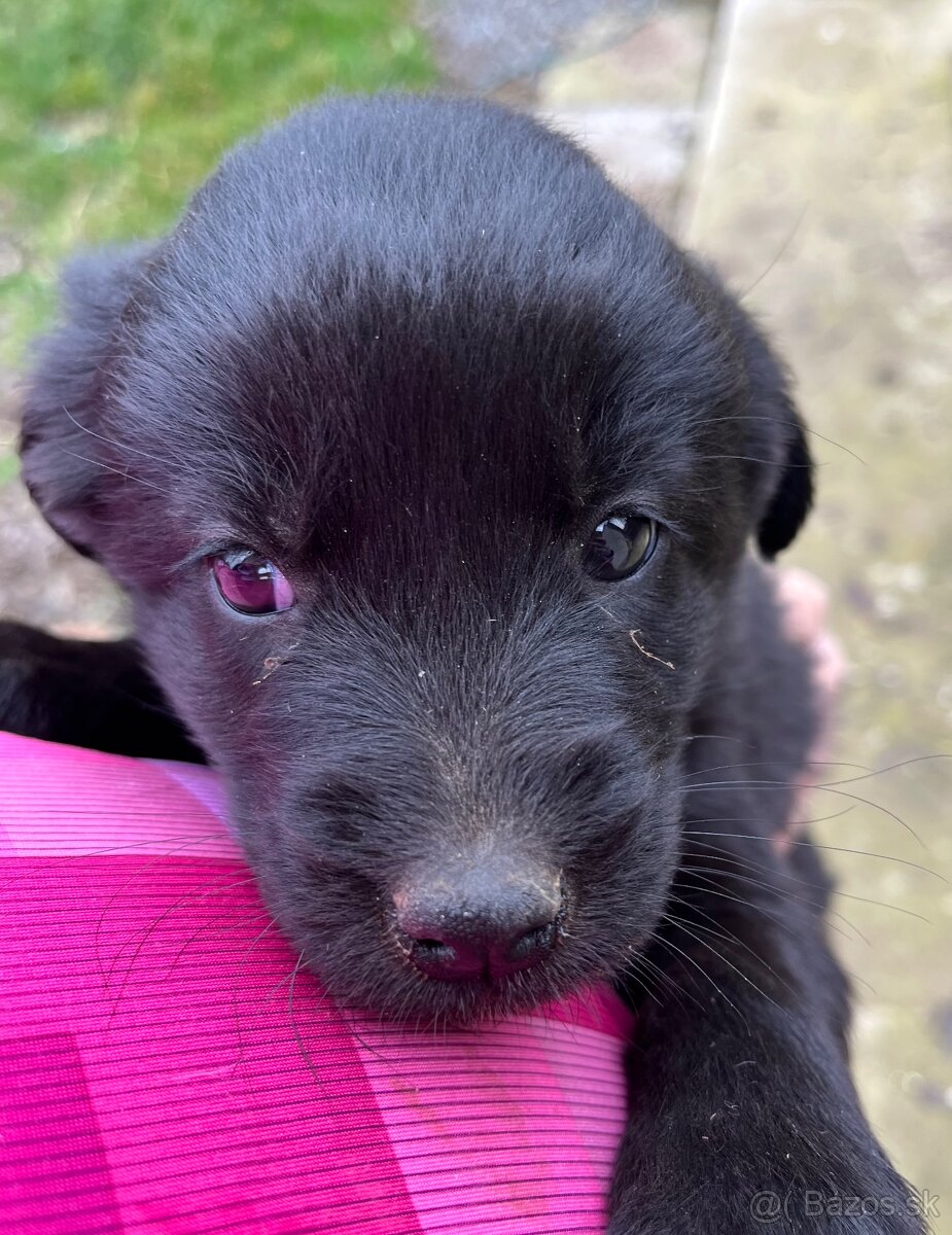 Darujem šteniatka - 6