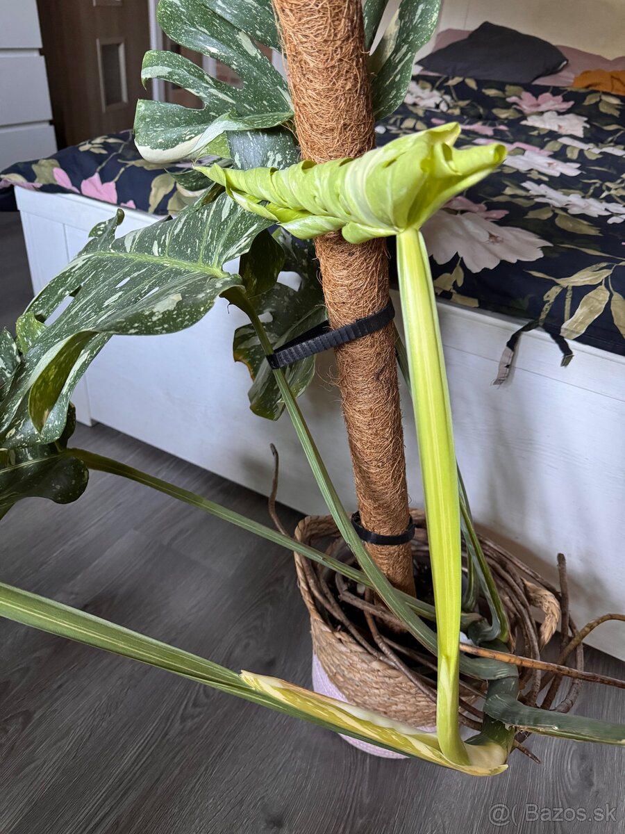 monstera thai velka - 6