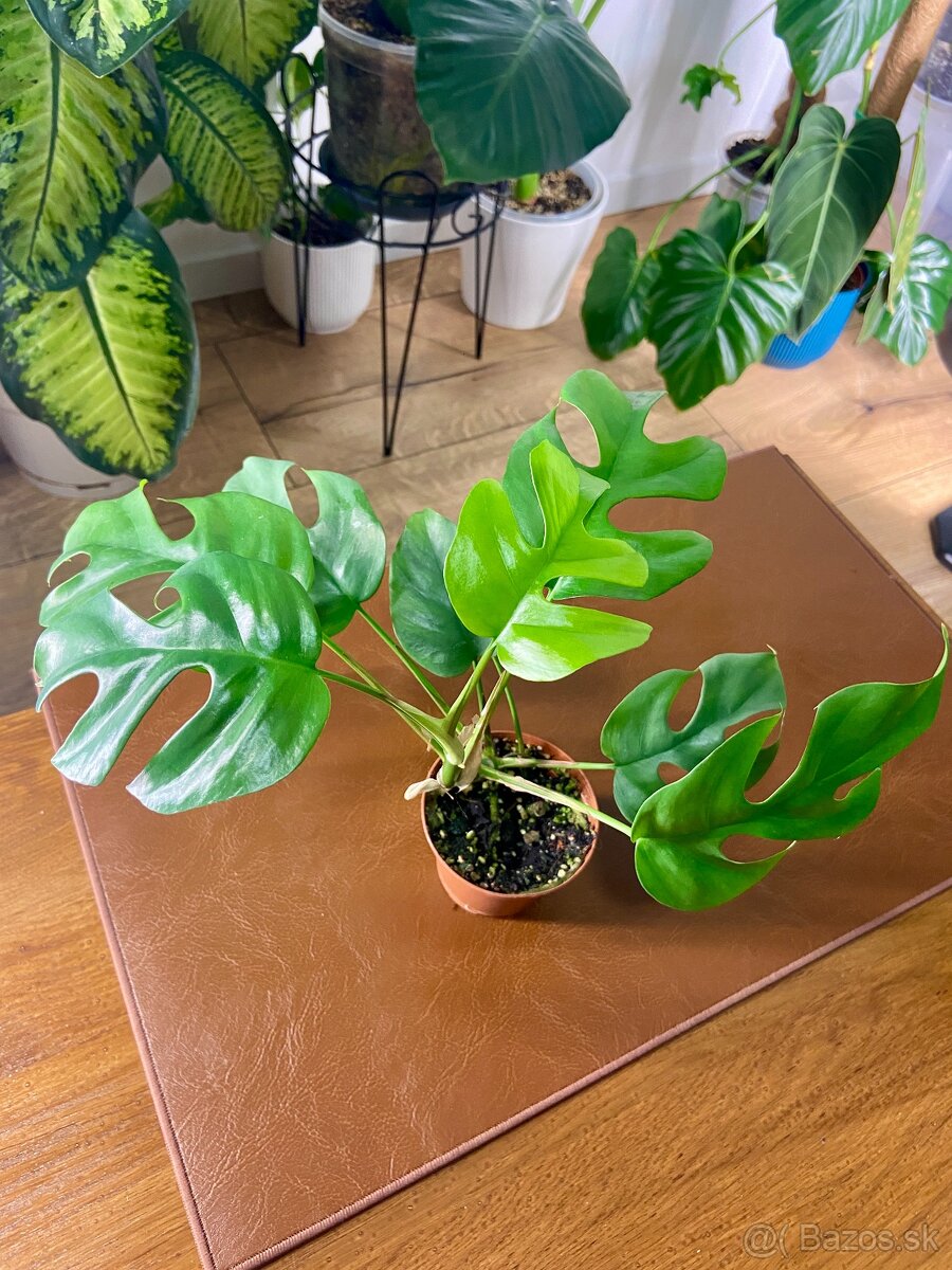 Predám rôzne izbové rastliny - 6