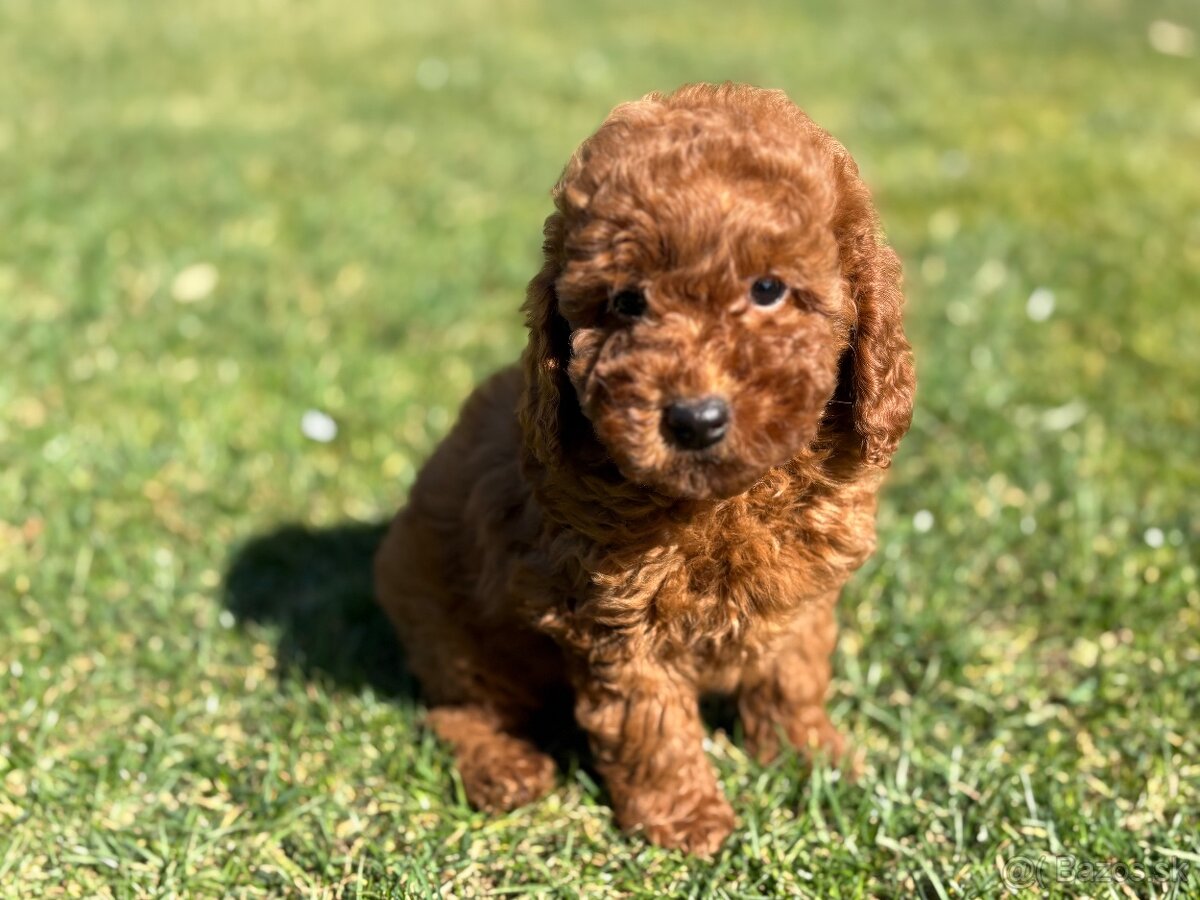 Pudel, pudlik toy / trpaslik - 6