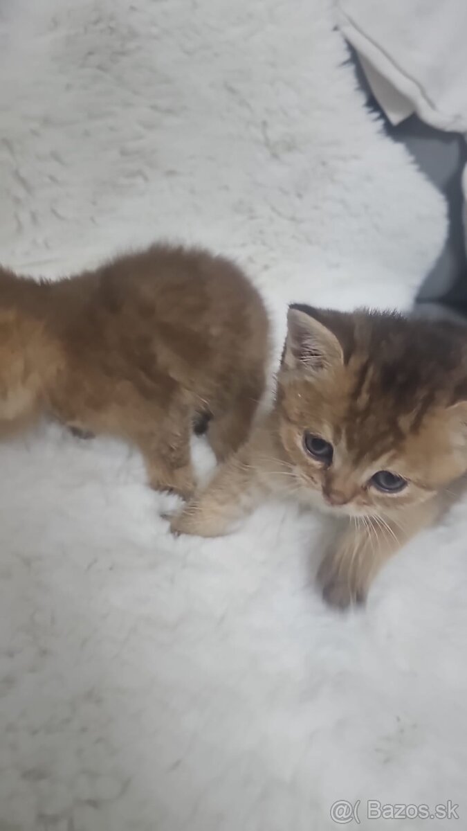 Britská cincila - 6