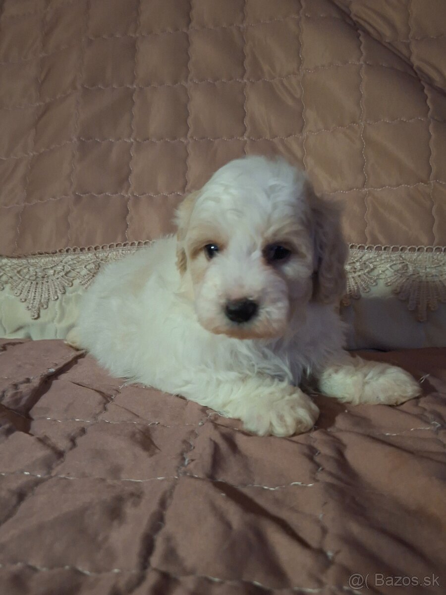 Maltipoo - 6