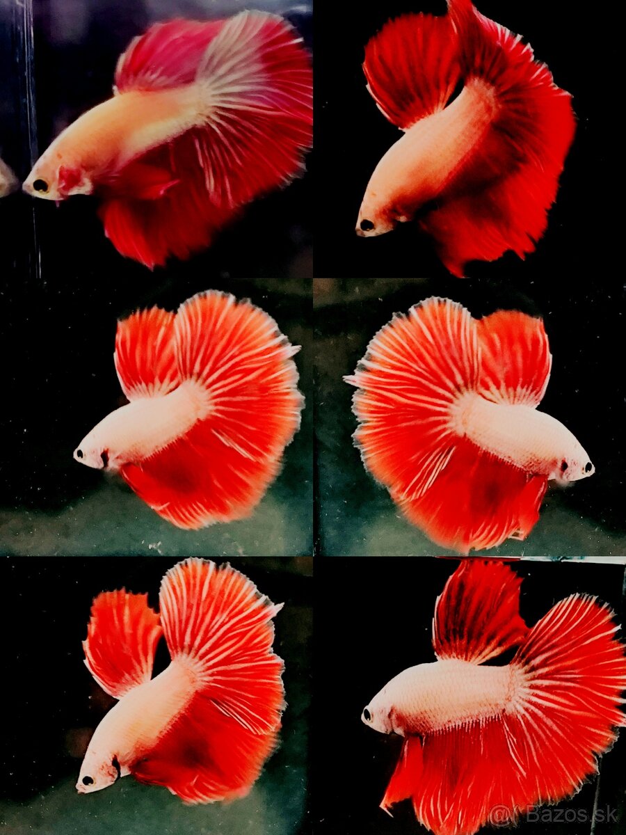 Betta Splendens - Bojovnica Pestrá. - 6